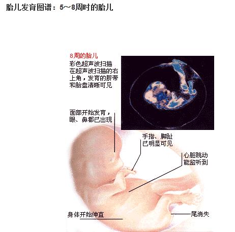 胎儿三个月发育标准解析