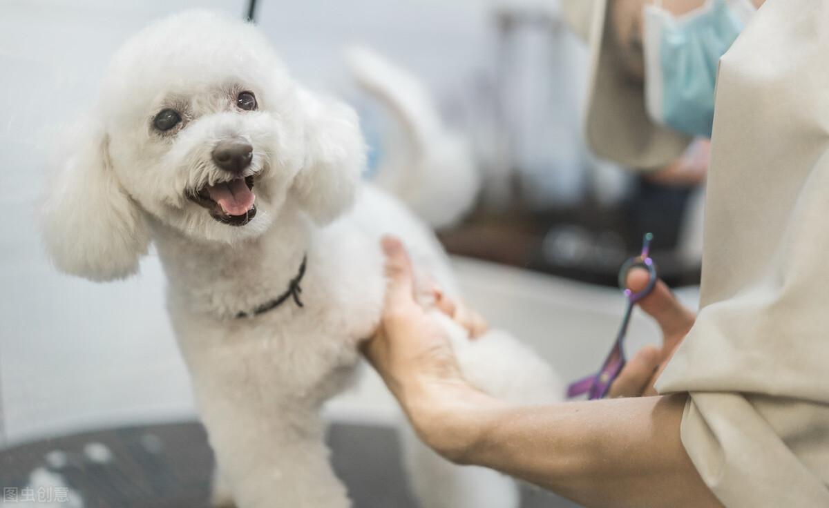 泰迪犬，一个月大的可爱瞬间