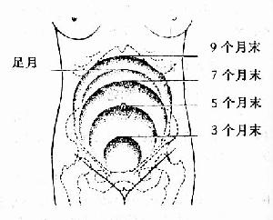 宫高一个月长多少，深度解析与影响因素探讨